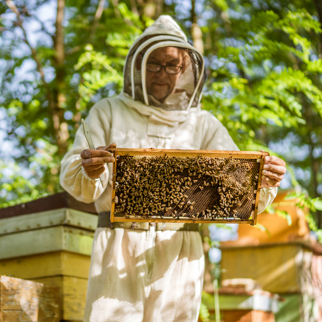 beekeeper bee4impact